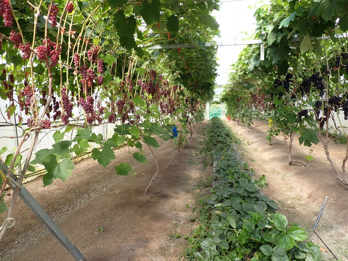 Vynuogių ūkis 