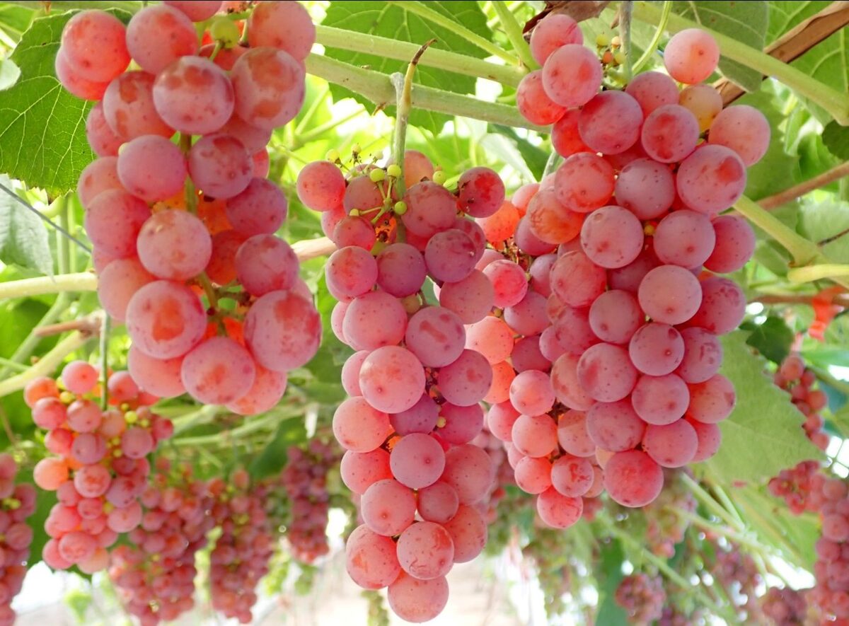 Sale of grape farm     