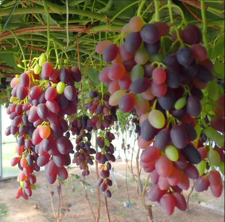 Sale of grape farm     