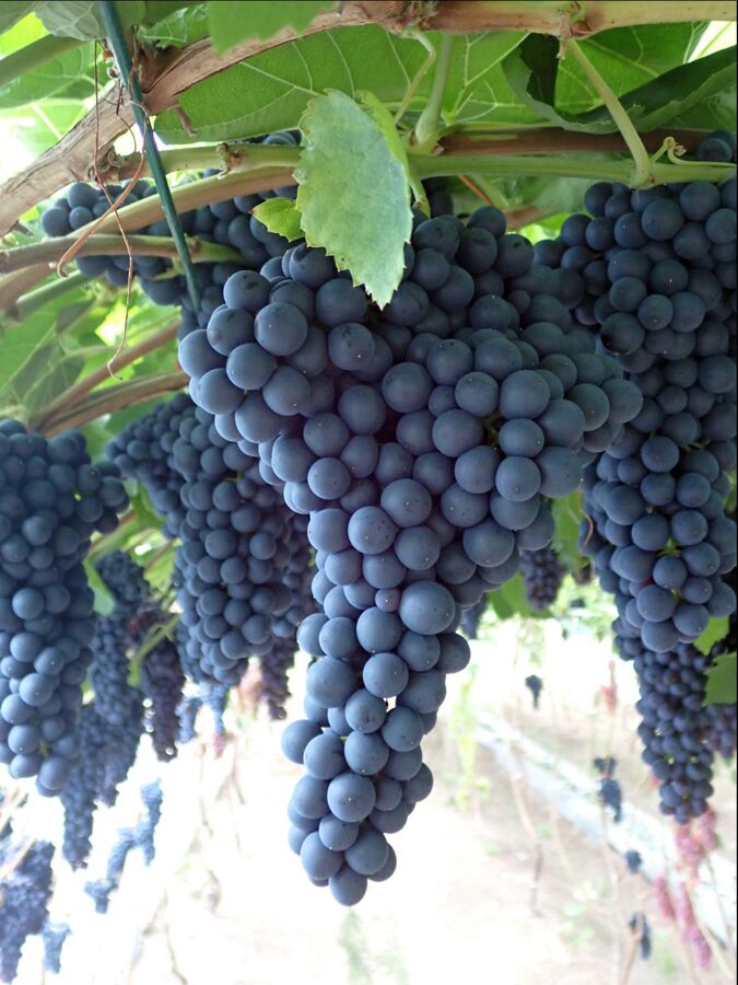 Vynuogių ūkis 