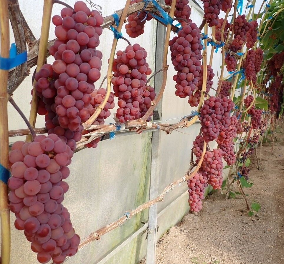 Очень вкусный виноград без косточек