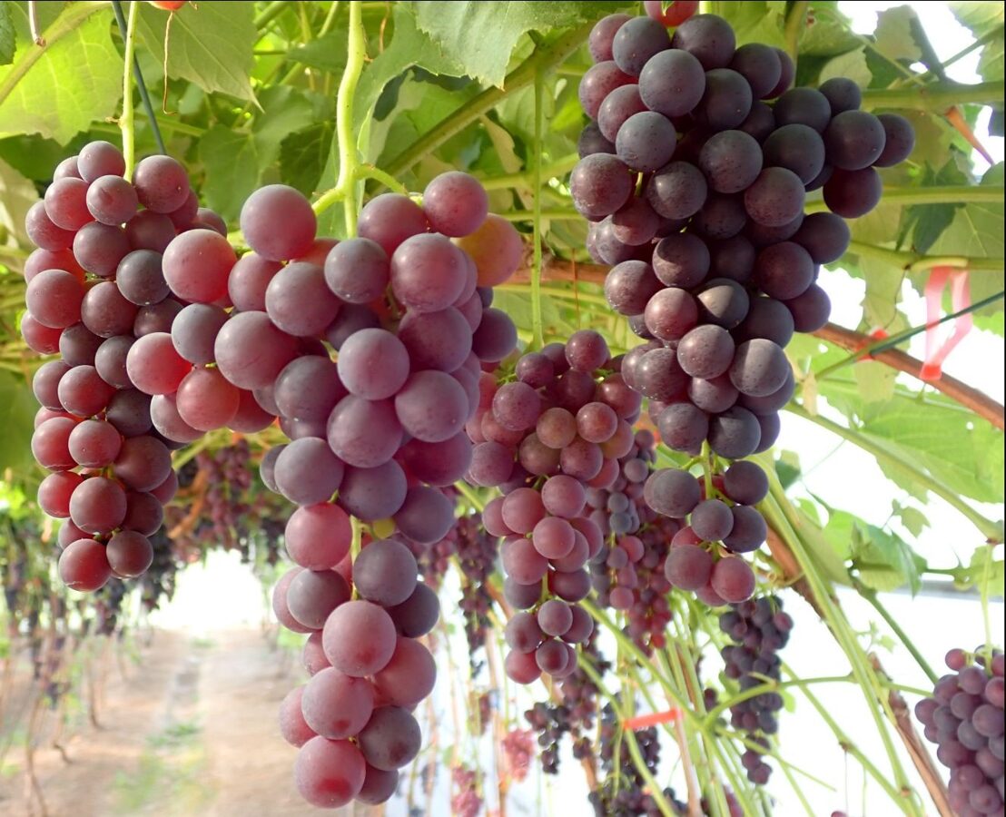 The most delicious seedless grapes 