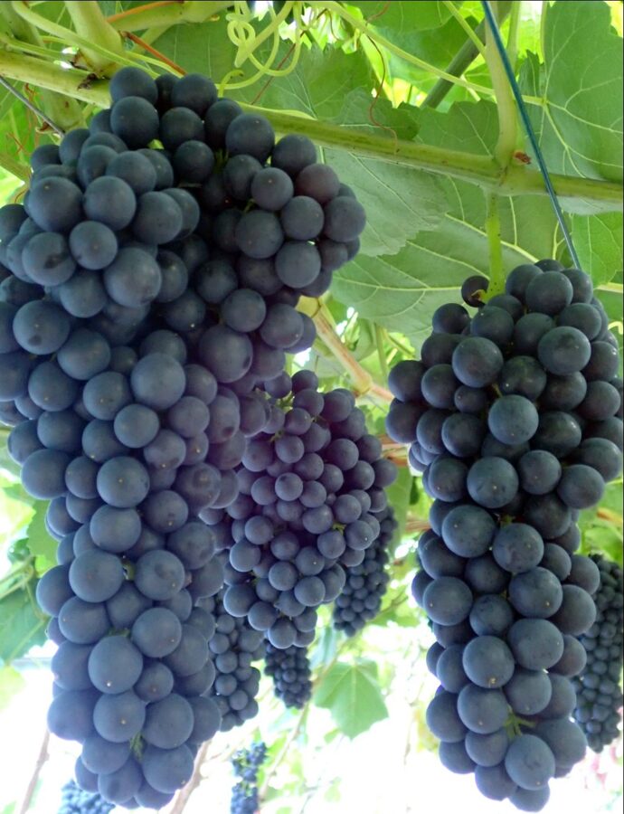 Очень вкусный виноград без косточек