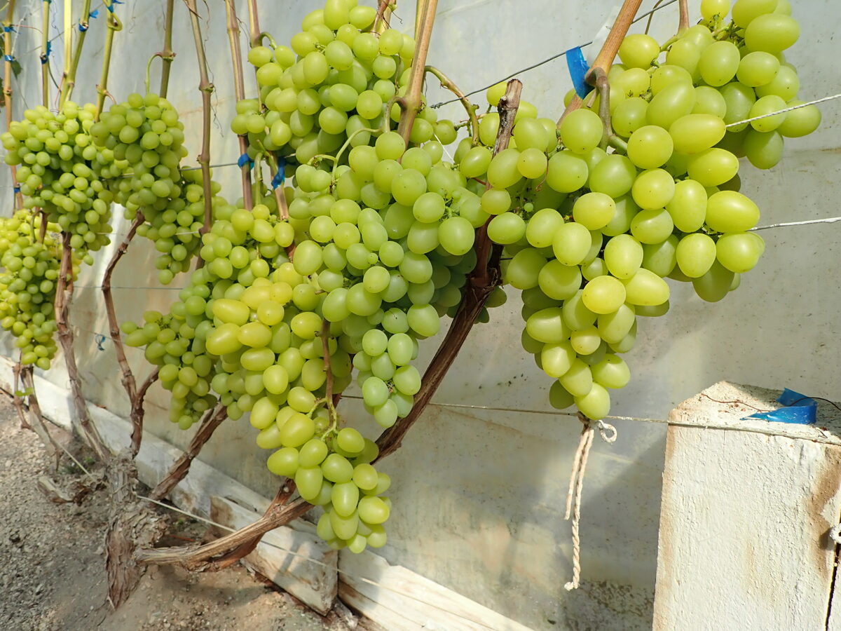 The most delicious seedless grapes 